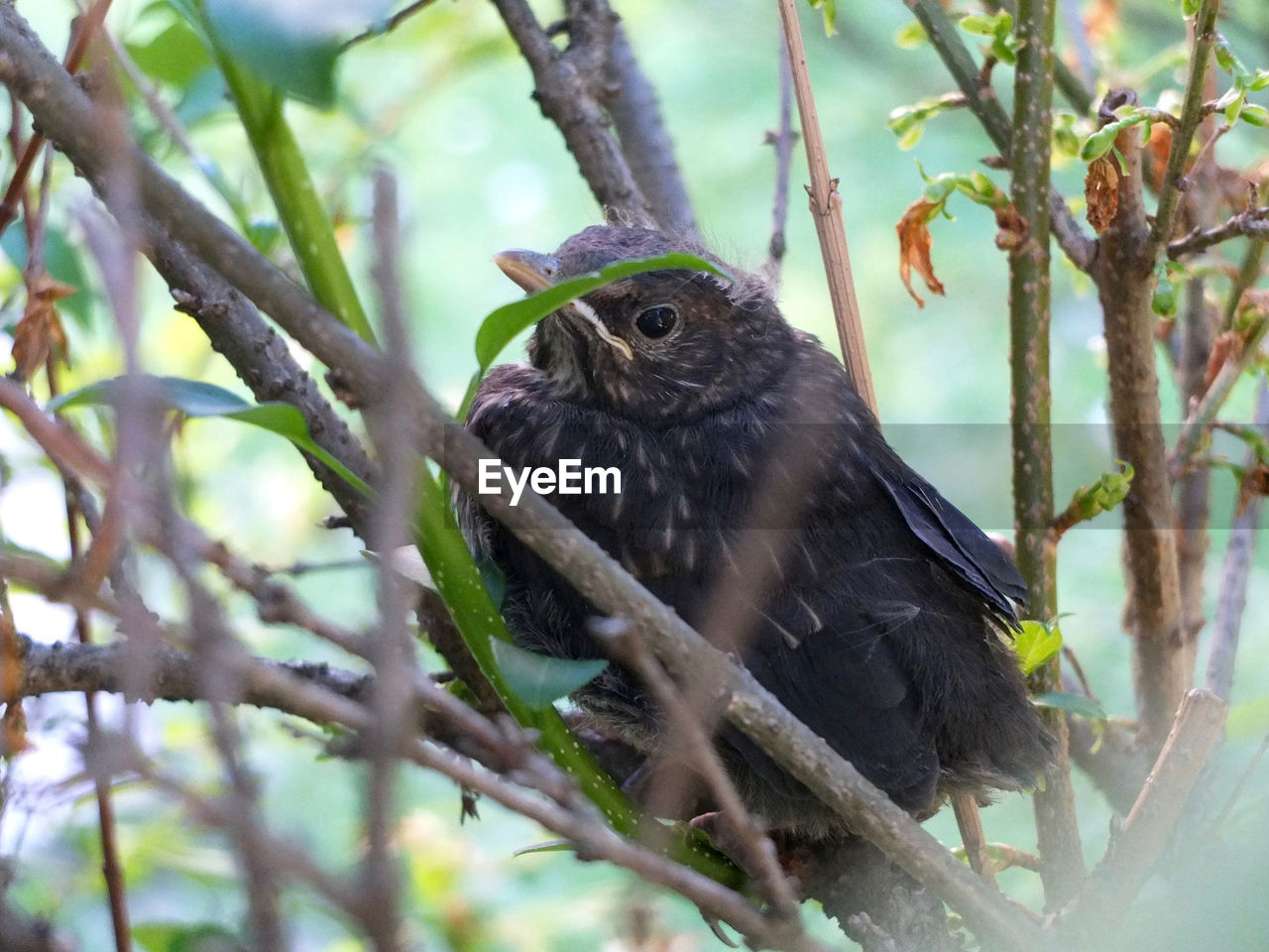 CLOSE-UP OF SPARROW PERCHING ON TREE