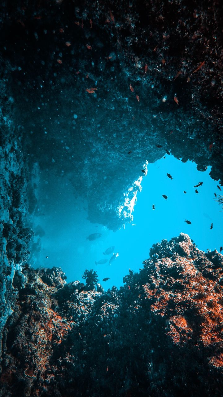 View of fish swimming in sea