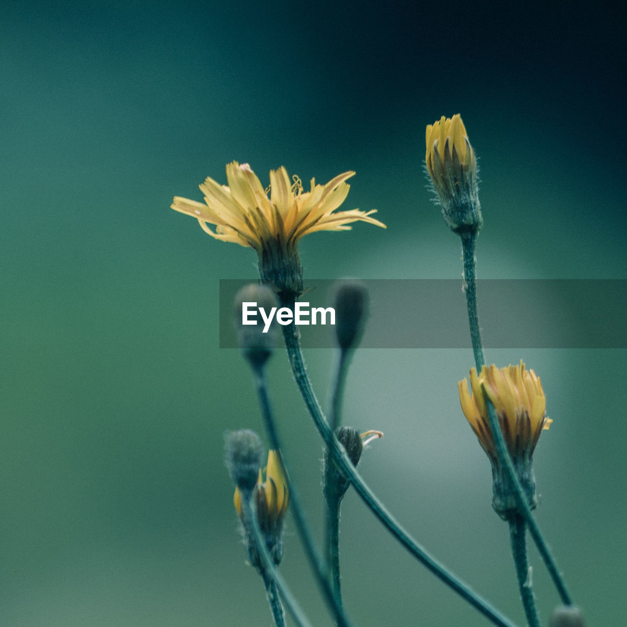 Yellow flowers with buds growing outdoors