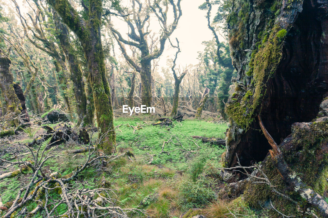 Trees in forest