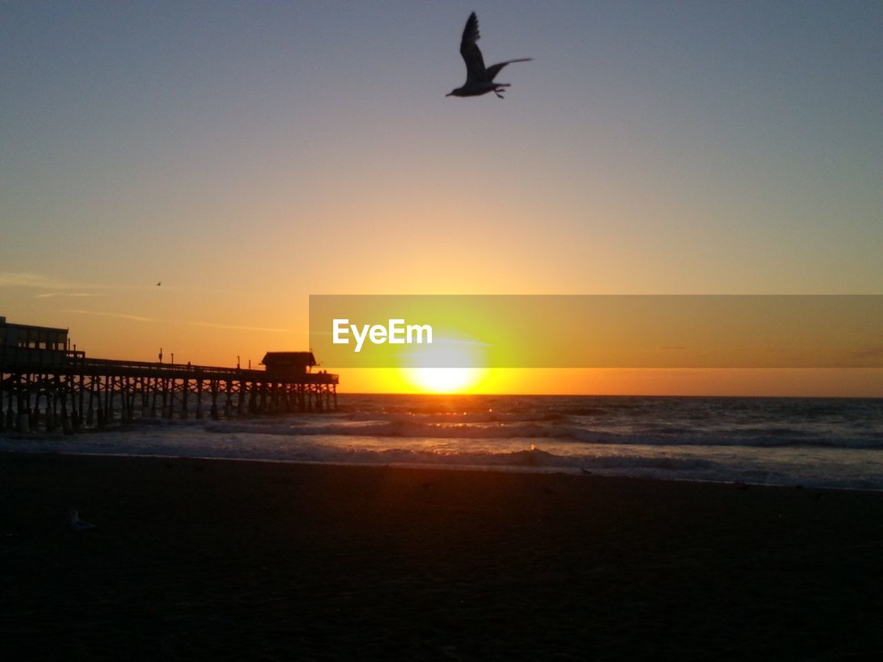 SEAGULL FLYING OVER SEA AGAINST CLEAR SKY DURING SUNSET