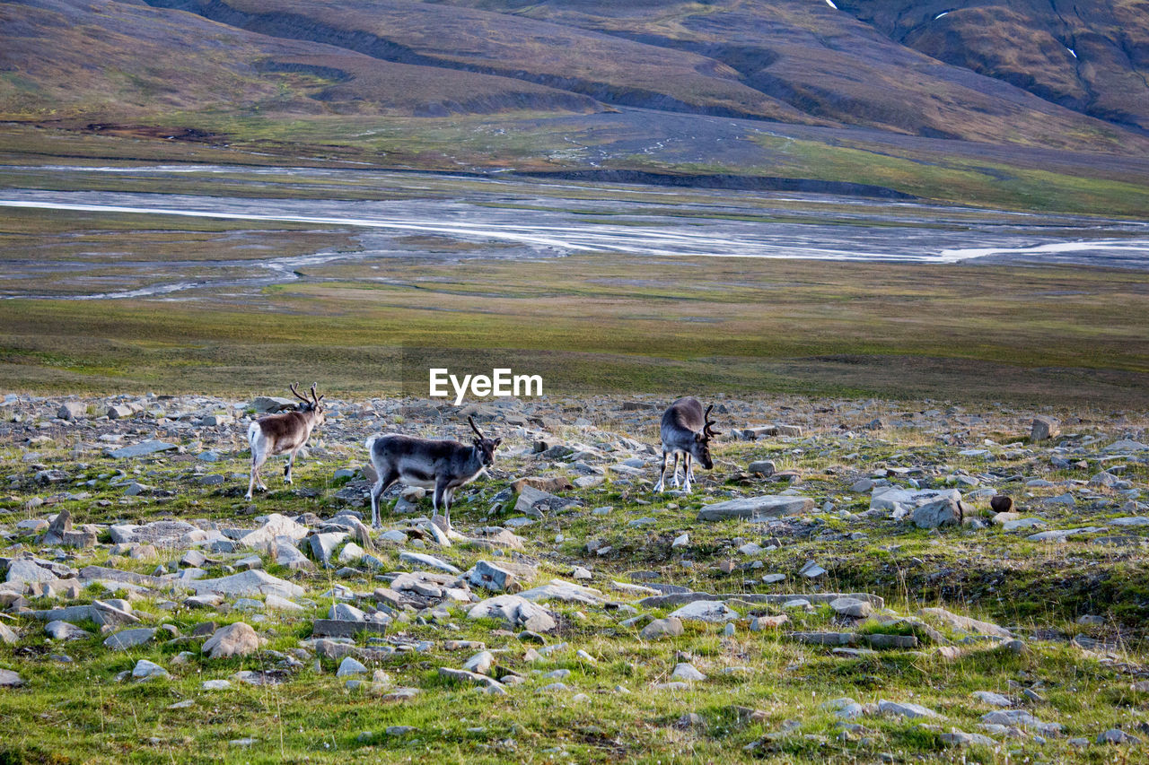 Reindeer grazing on tundra in svalbard