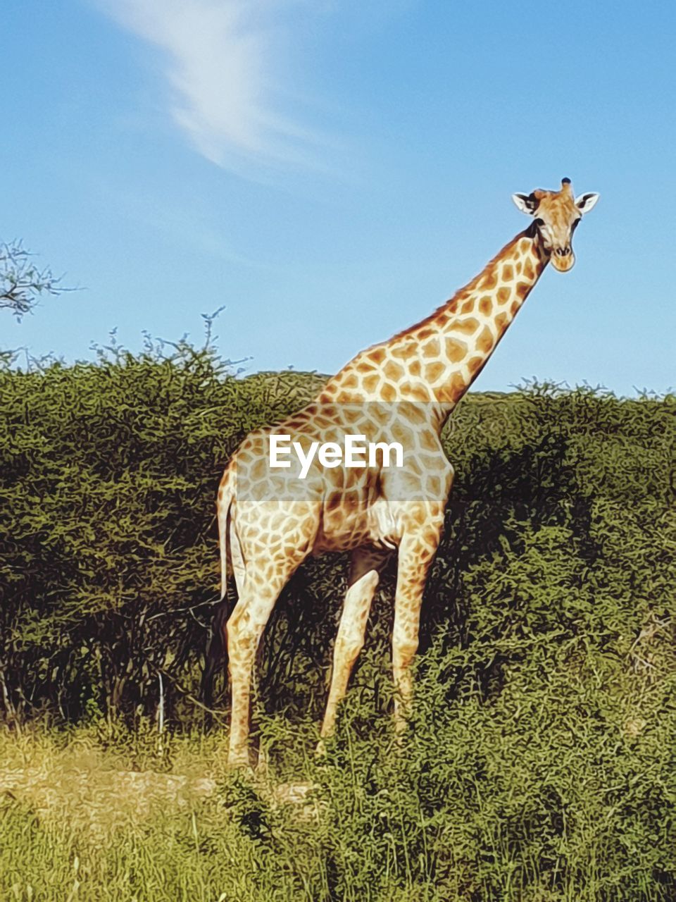 HORSE STANDING IN FIELD