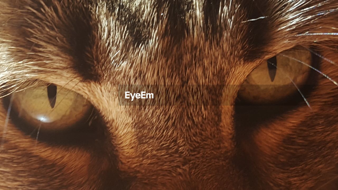 CLOSE-UP OF DOG