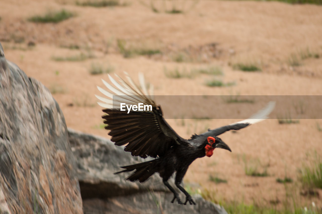 SIDE VIEW OF A BIRD FLYING OVER LAND