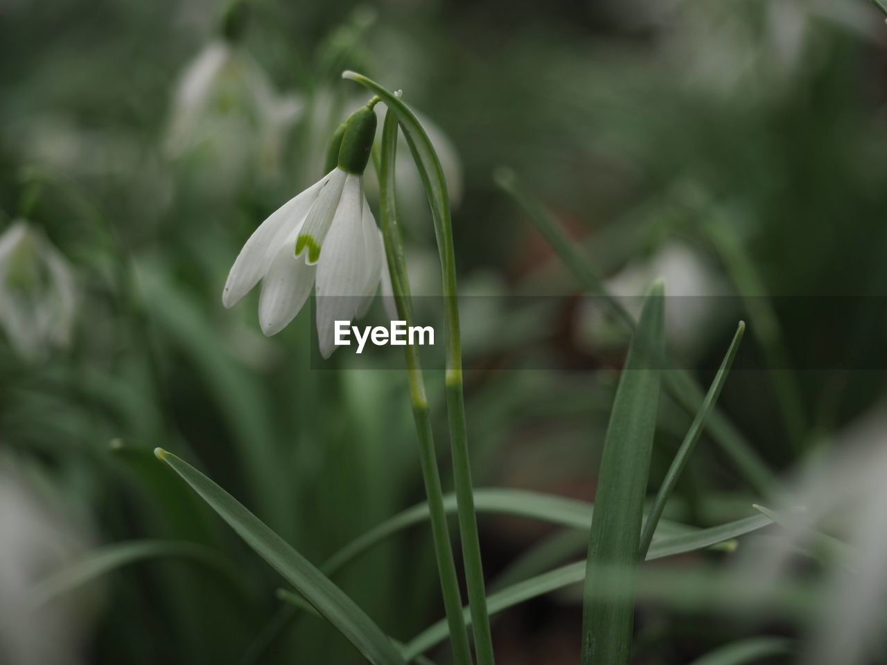 plant, flower, flowering plant, beauty in nature, freshness, snowdrop, growth, nature, close-up, petal, fragility, white, flower head, no people, springtime, inflorescence, green, botany, focus on foreground, selective focus, outdoors, blossom, day, leaf, plant stem, grass, plant part, land