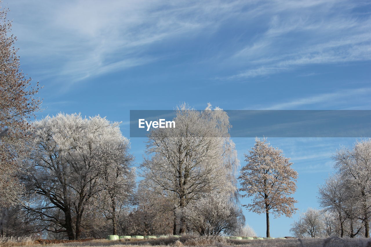 Bare trees against sky