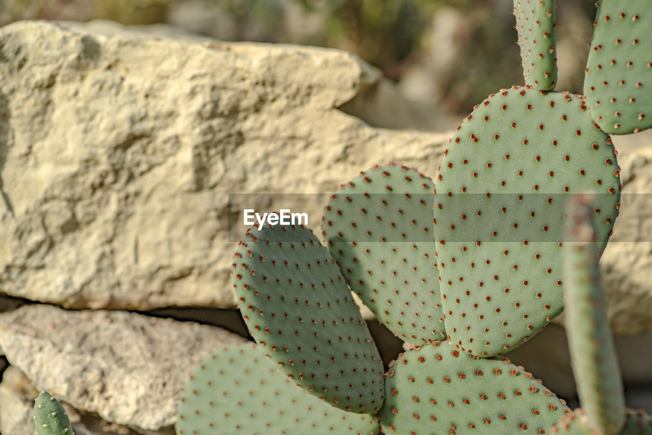 Opuntia cactus on a sunny day against the background of a decorative stone in a botanical garden