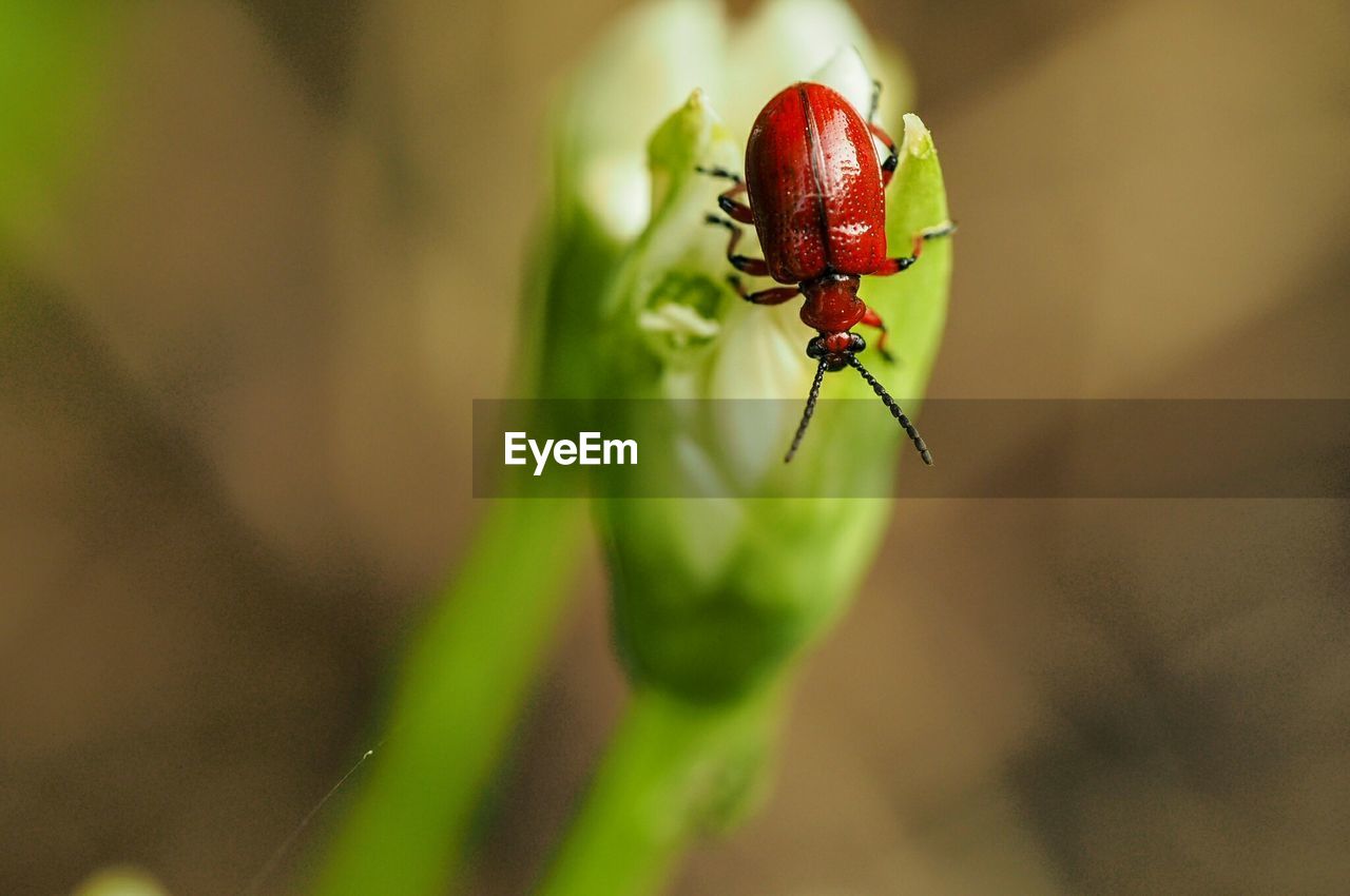 Close-up of insect on plant