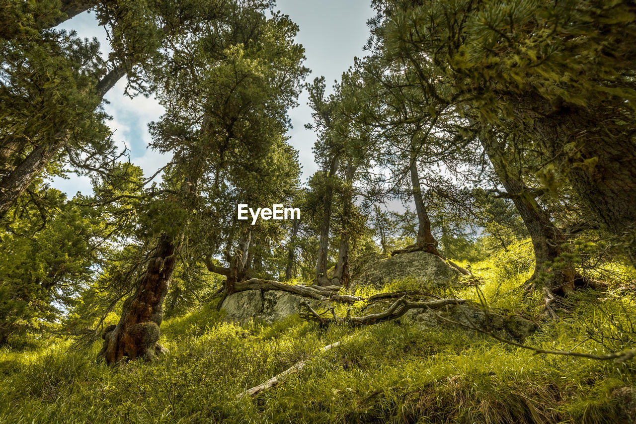 Low angle view of trees in forest