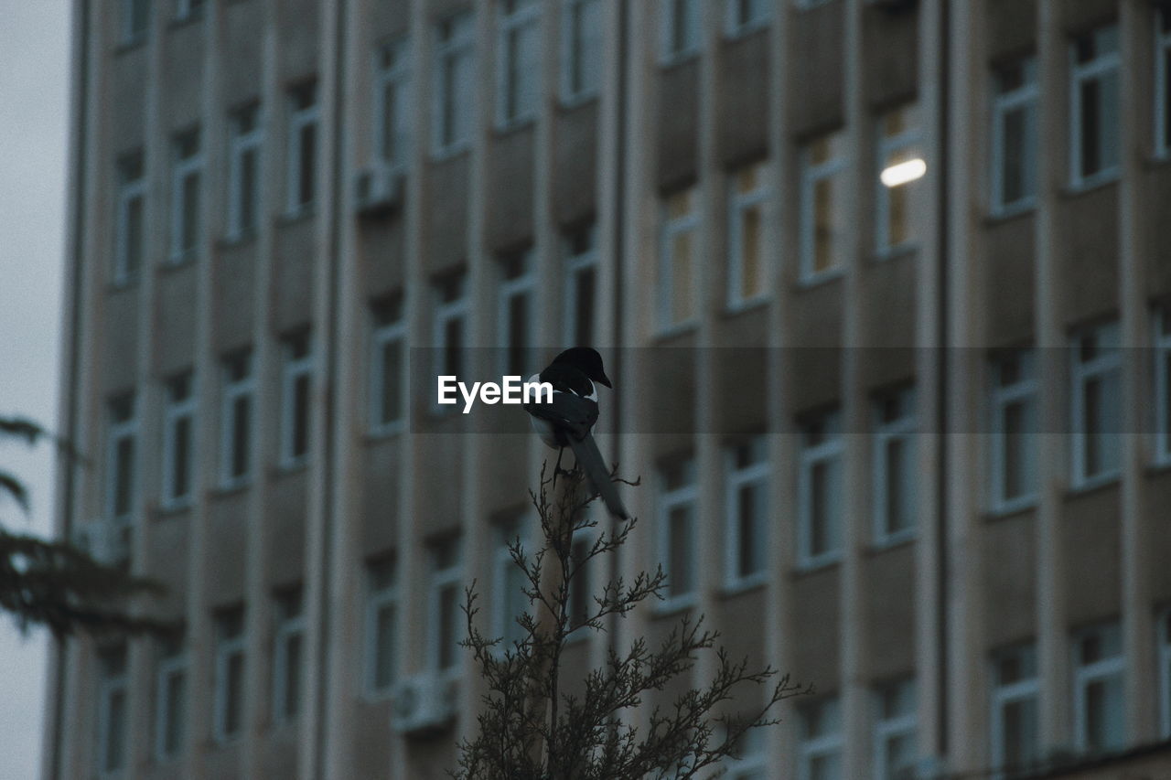 Low angle view of bird perching on building