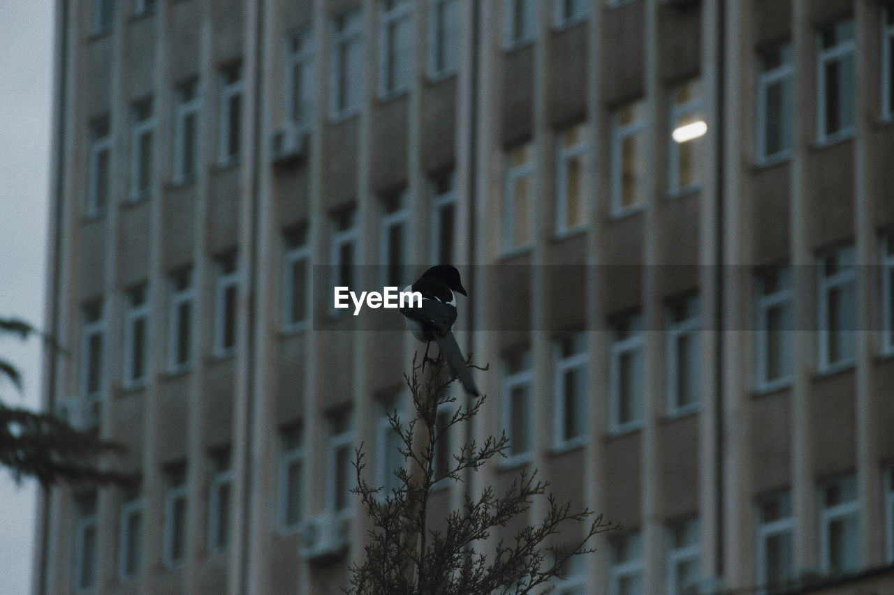 Low angle view of bird perching on building