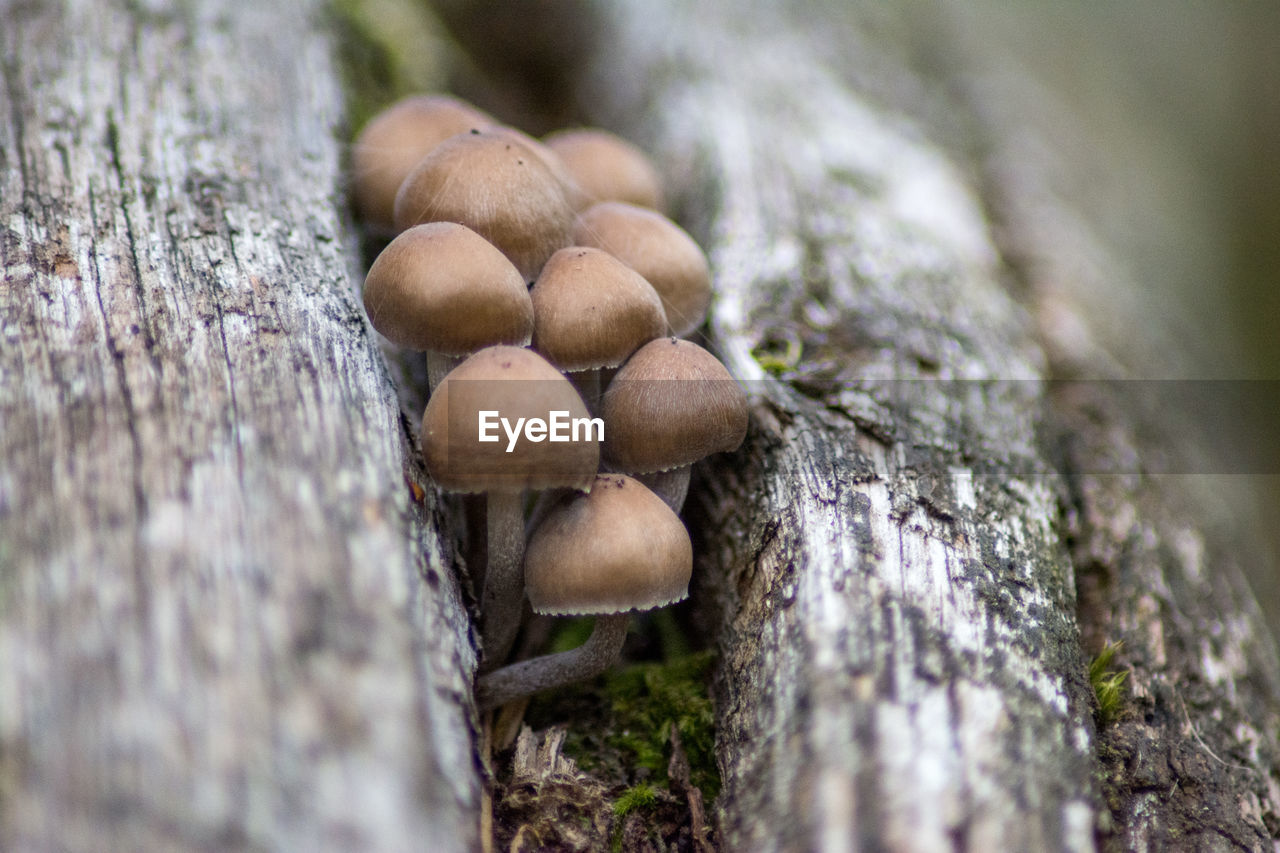 Close-up of mushrooms growing on tree