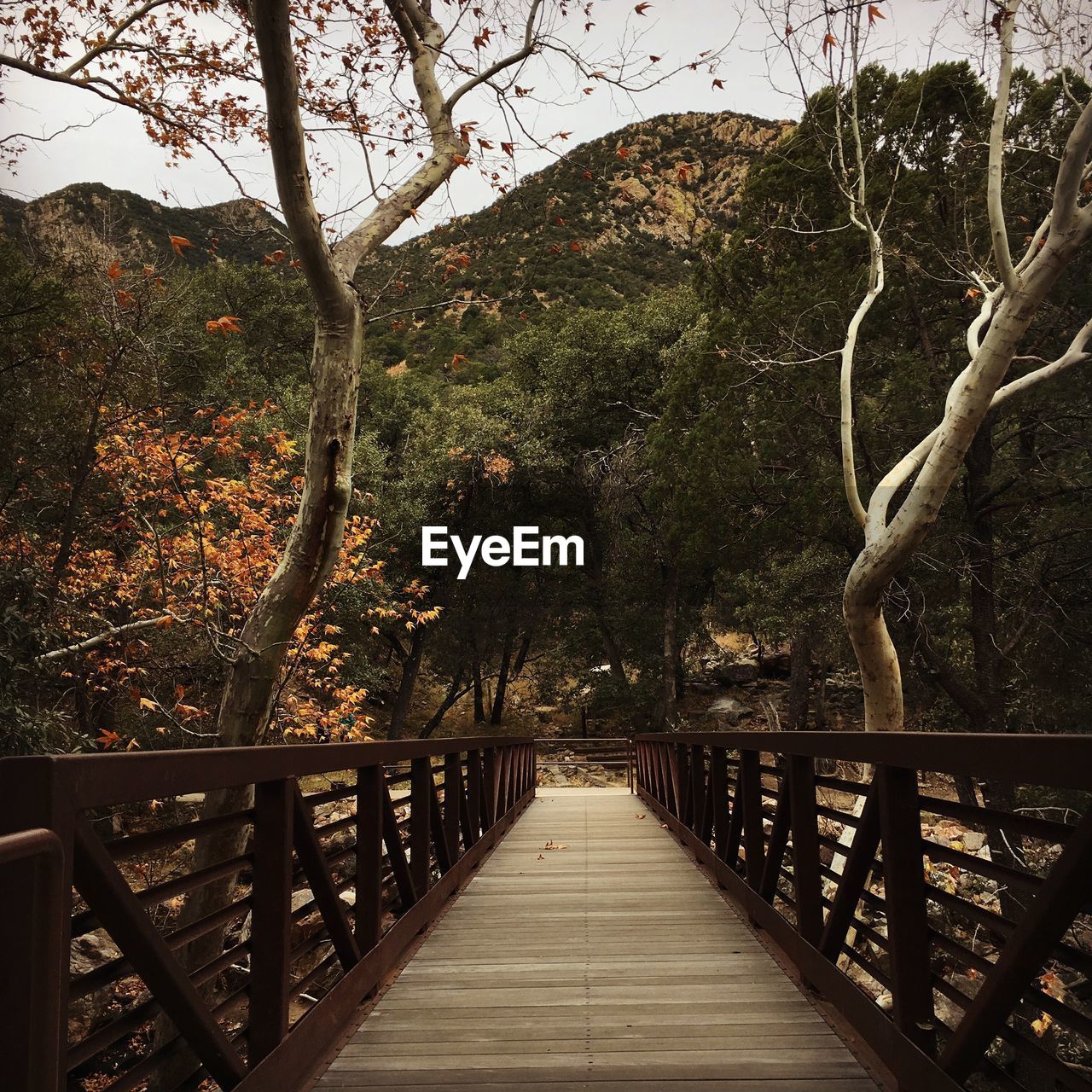 WOODEN FOOTBRIDGE IN FOREST