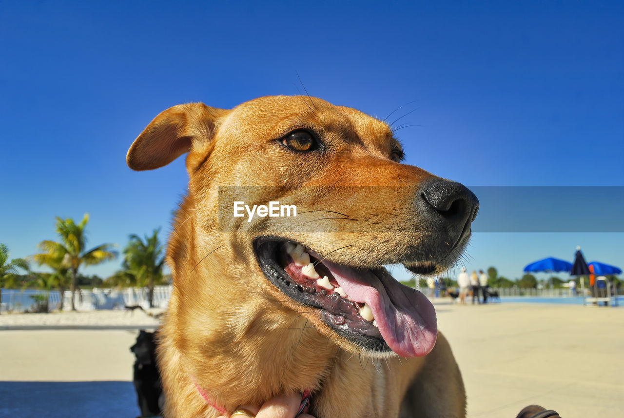 Close-up of a dog looking away