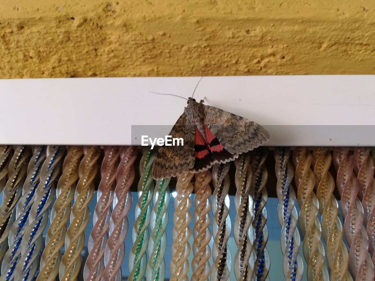 CLOSE-UP OF BUTTERFLY ON WALL WITH METAL