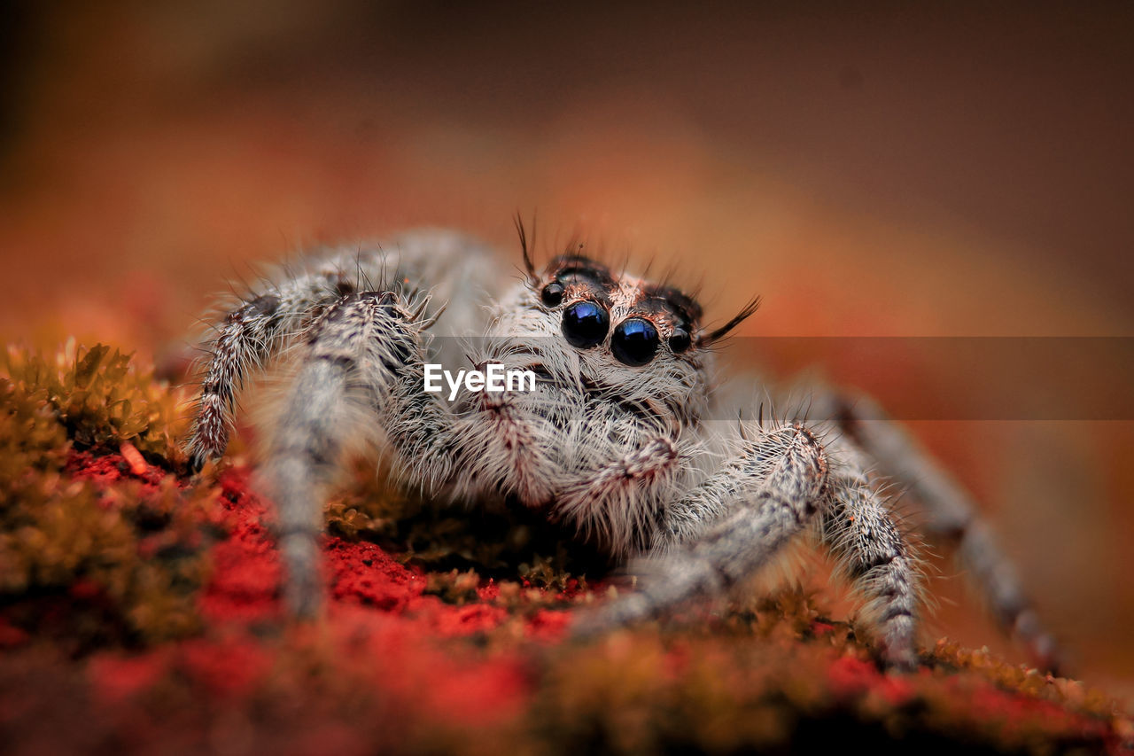 Close-up of spider on rock