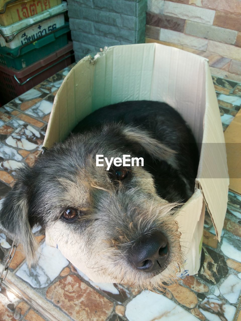 CLOSE-UP PORTRAIT OF DOG AT HOME