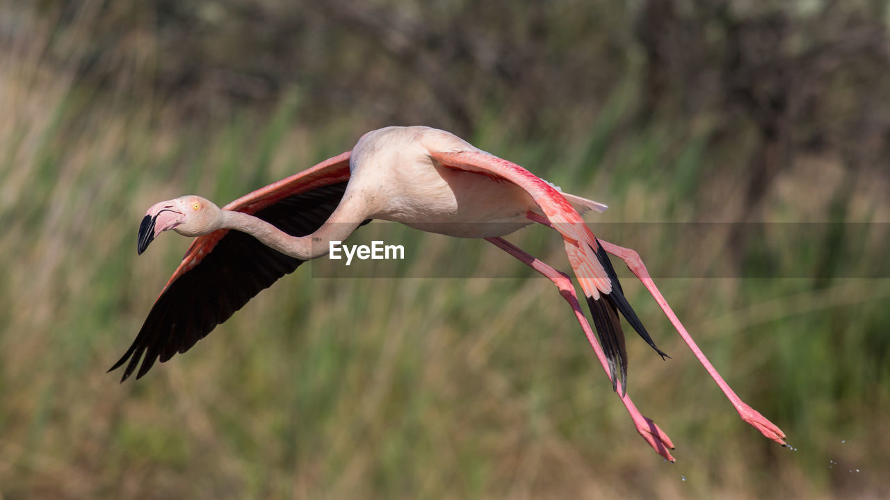 Close-up of flamingo flying against plants