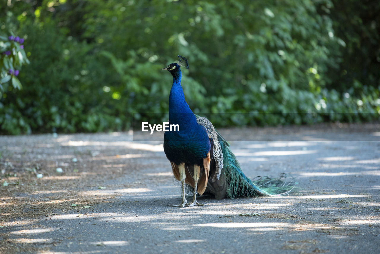 Close-up of a peacock