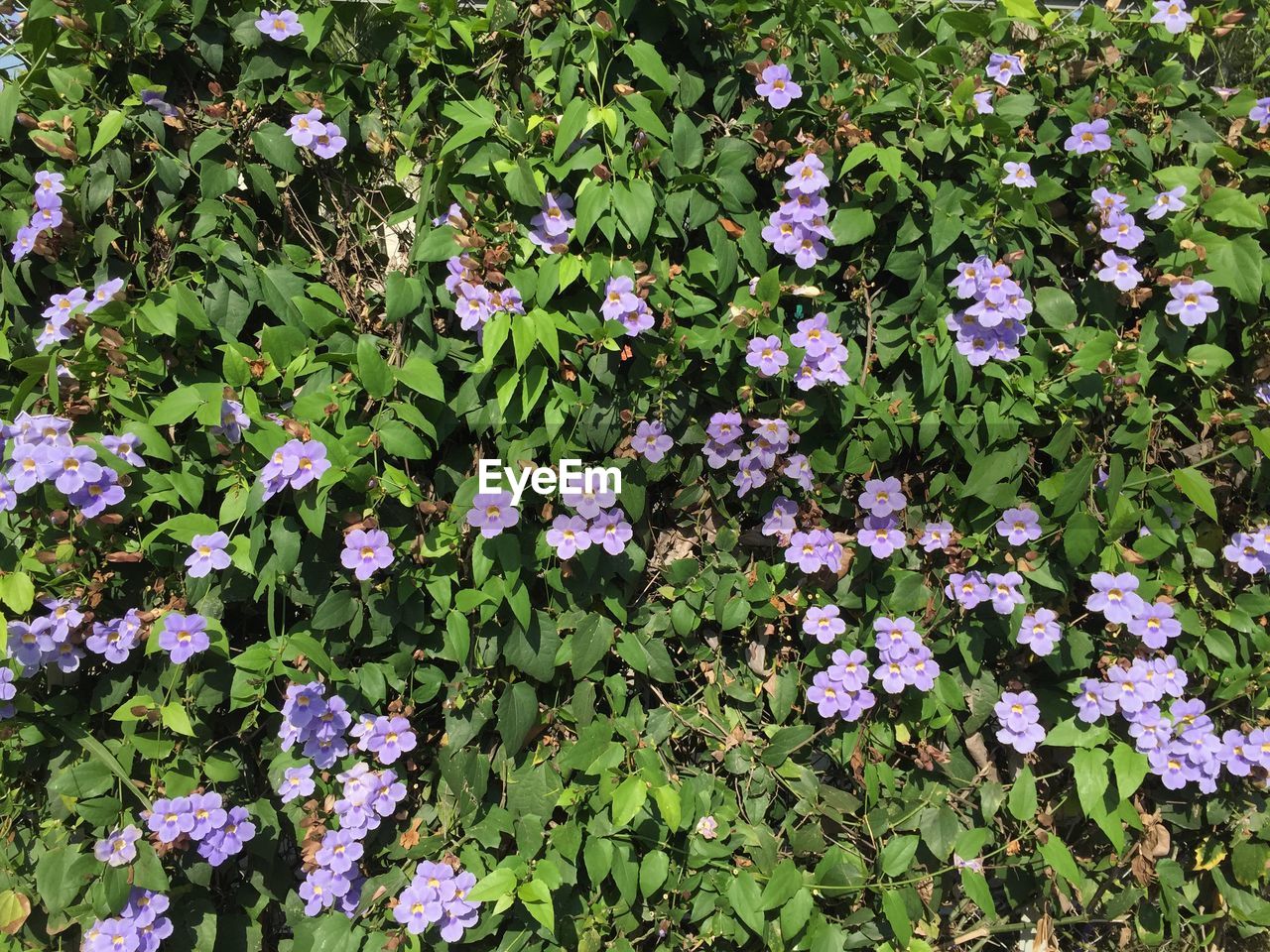 High angle view of pink flowering plants