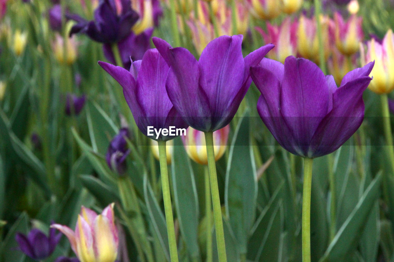 CLOSE-UP OF PURPLE FLOWERS BLOOMING OUTDOORS