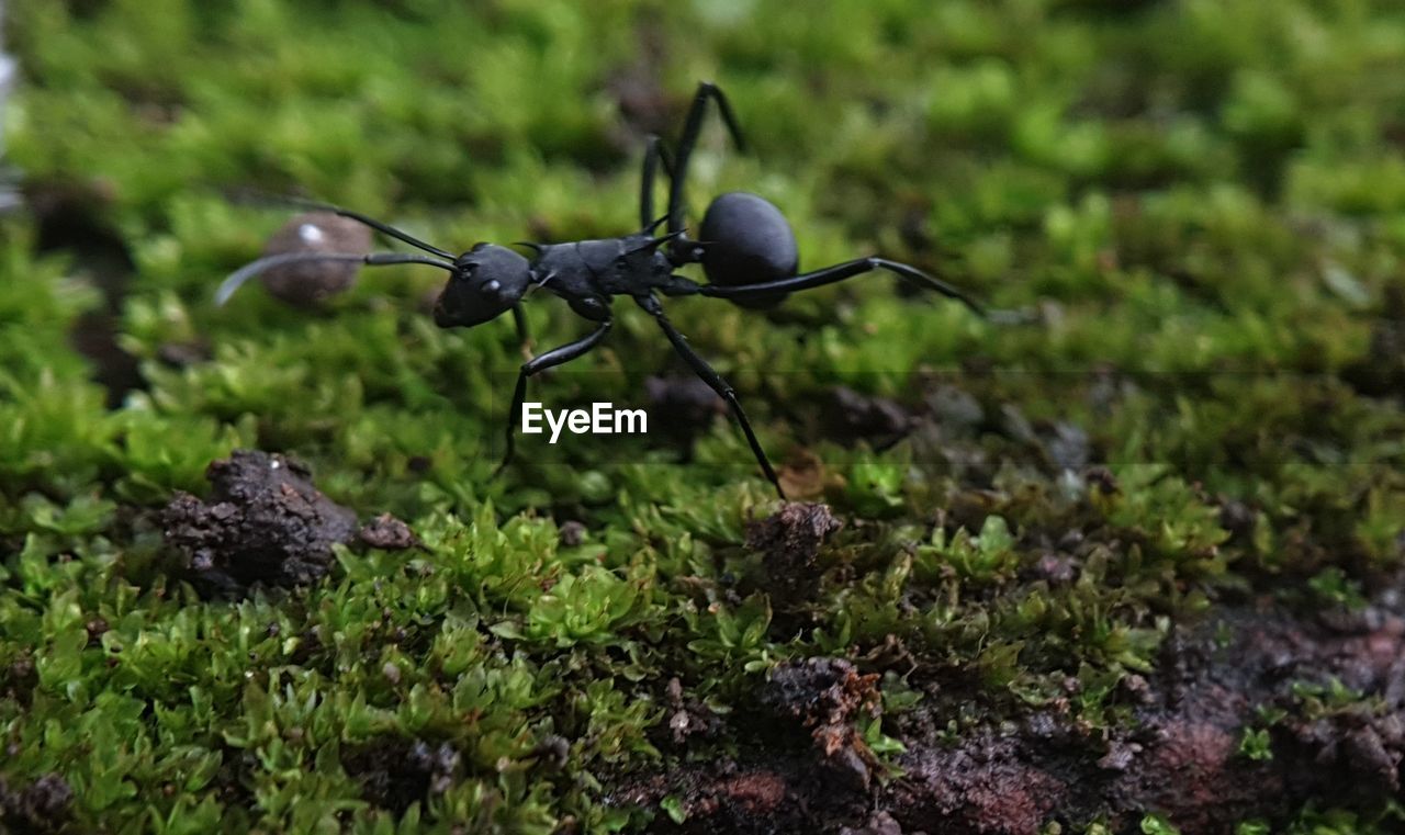 close-up of insect on rock