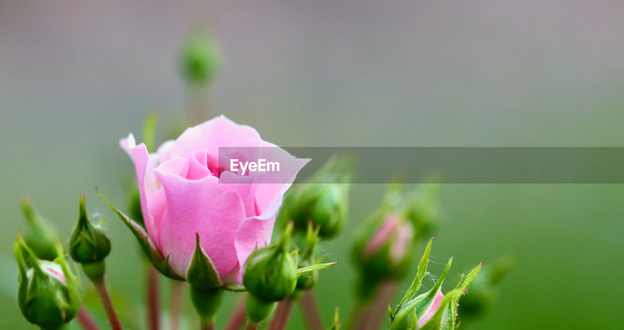 flower, plant, flowering plant, beauty in nature, freshness, pink, green, petal, close-up, macro photography, nature, fragility, flower head, inflorescence, growth, leaf, plant part, no people, plant stem, focus on foreground, springtime, blossom, bud, rose, outdoors, selective focus, purple, day, water, wildflower