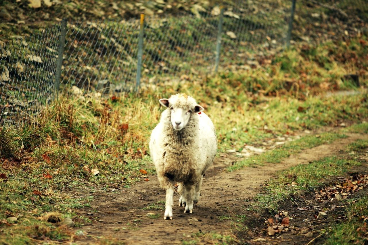 Sheep walking on trail