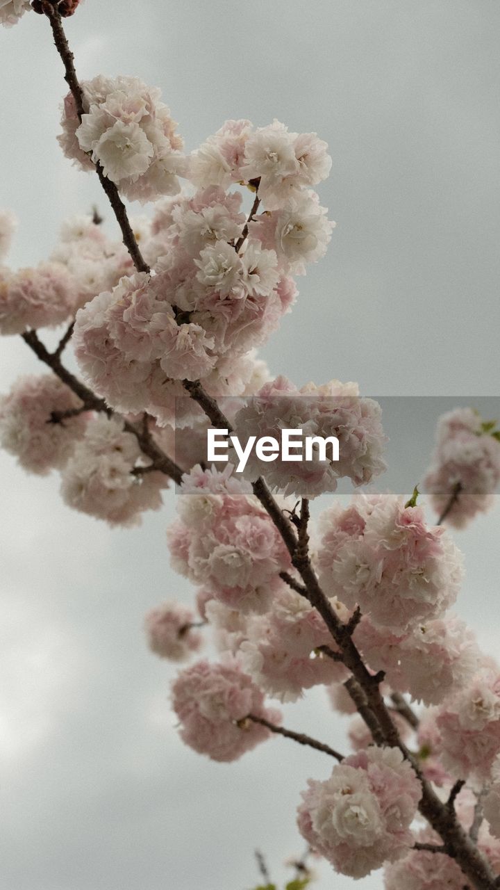 plant, flower, flowering plant, blossom, fragility, tree, beauty in nature, springtime, growth, freshness, spring, pink, branch, nature, cherry blossom, produce, cherry tree, no people, close-up, day, outdoors, inflorescence, sky, food, cherry, low angle view, botany, flower head, twig, fruit tree, petal, almond tree, focus on foreground