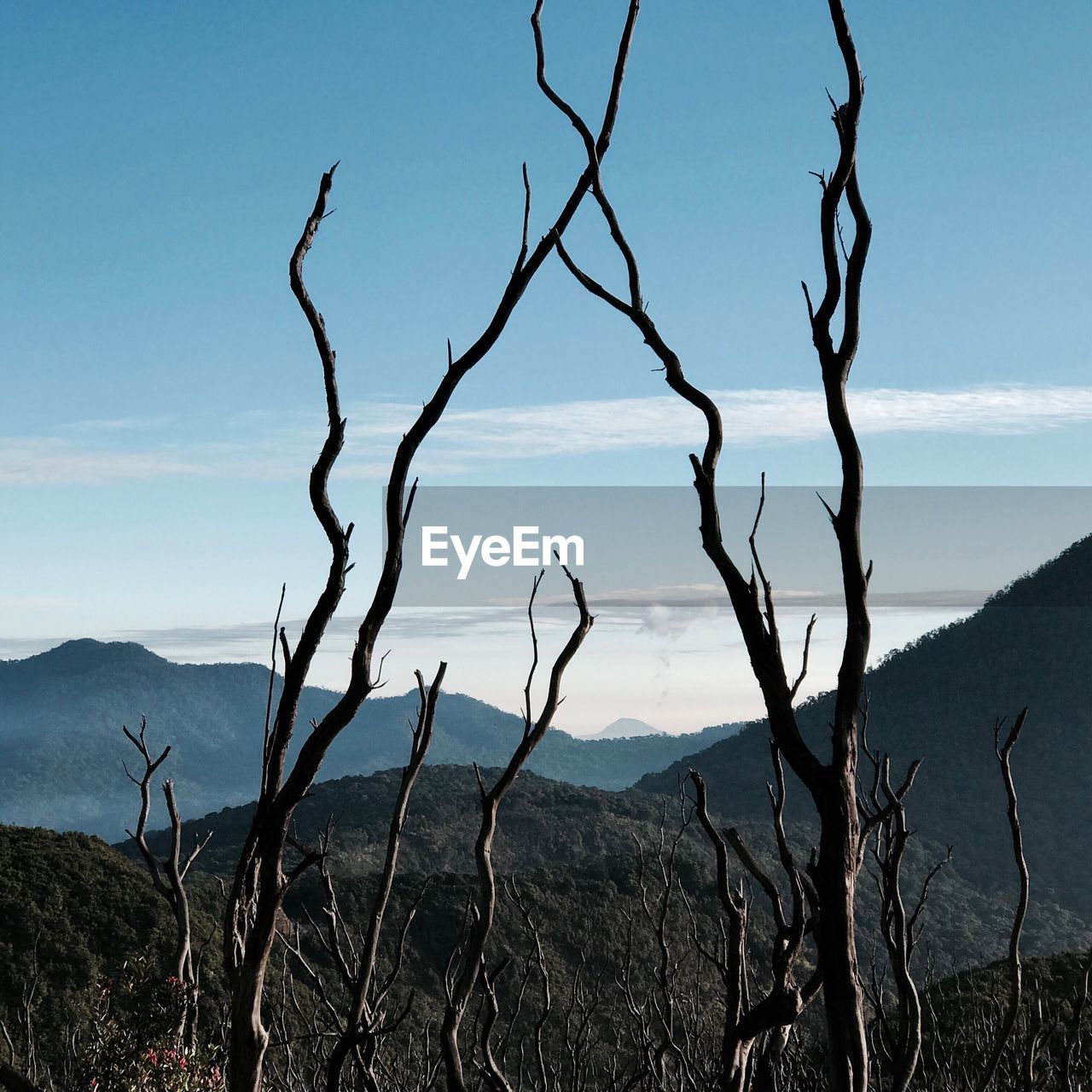 VIEW OF BARE TREE AGAINST MOUNTAIN