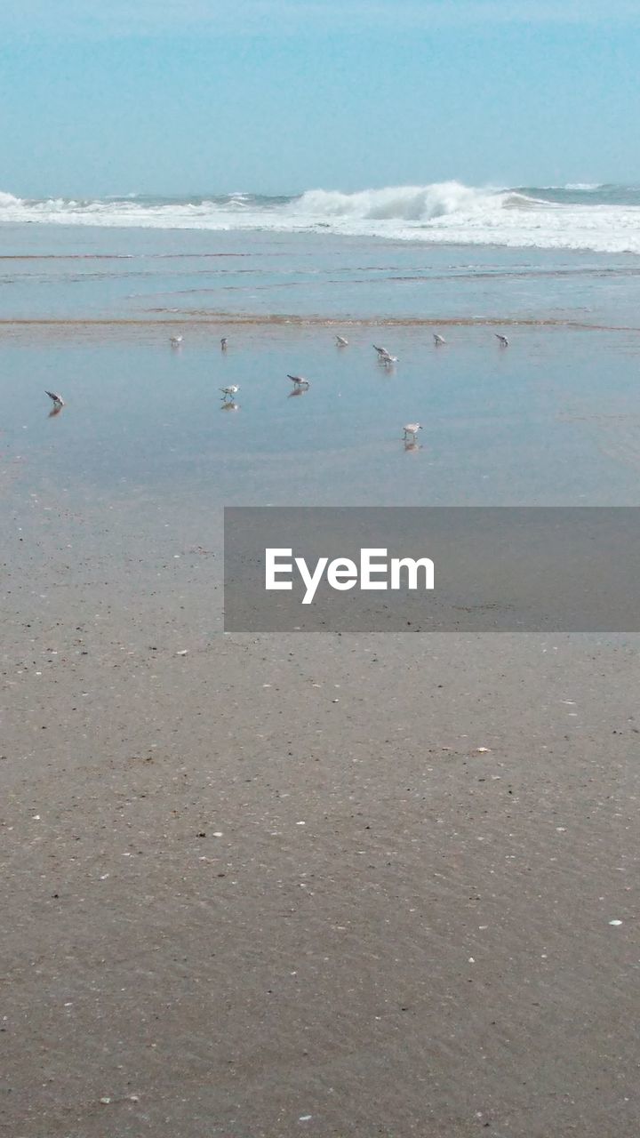 BIRDS ON BEACH