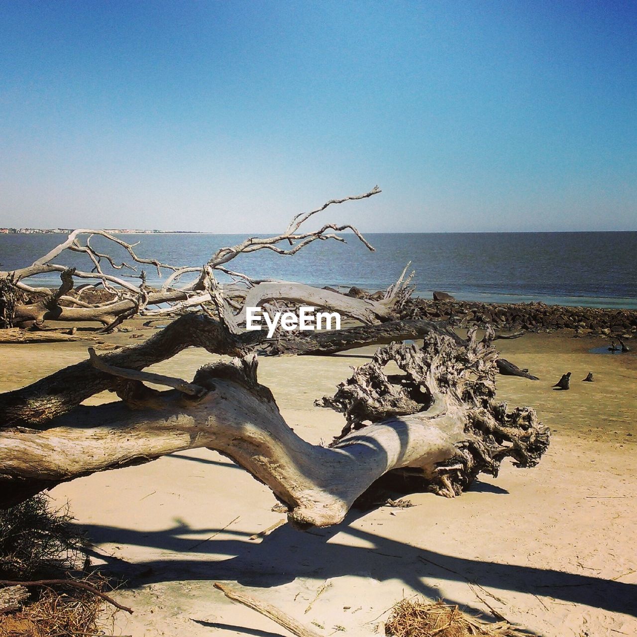 Driftwood at beach against clear blue sky