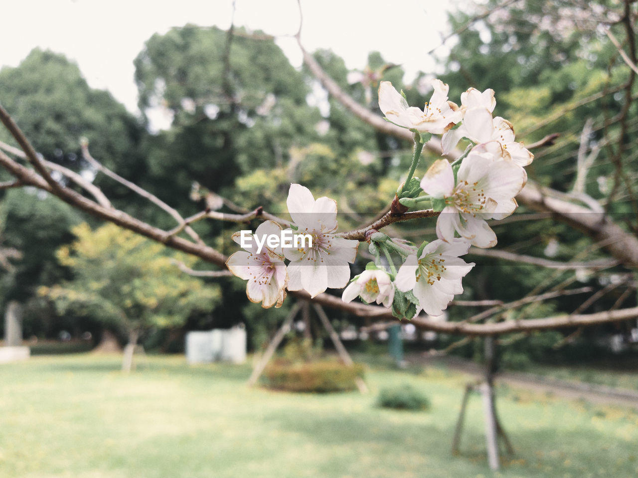 Close-up of white flowers on tree