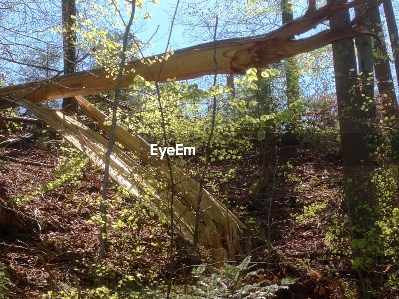 VIEW OF TREES IN FOREST