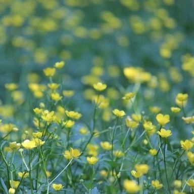 CLOSE-UP OF YELLOW FLOWERS