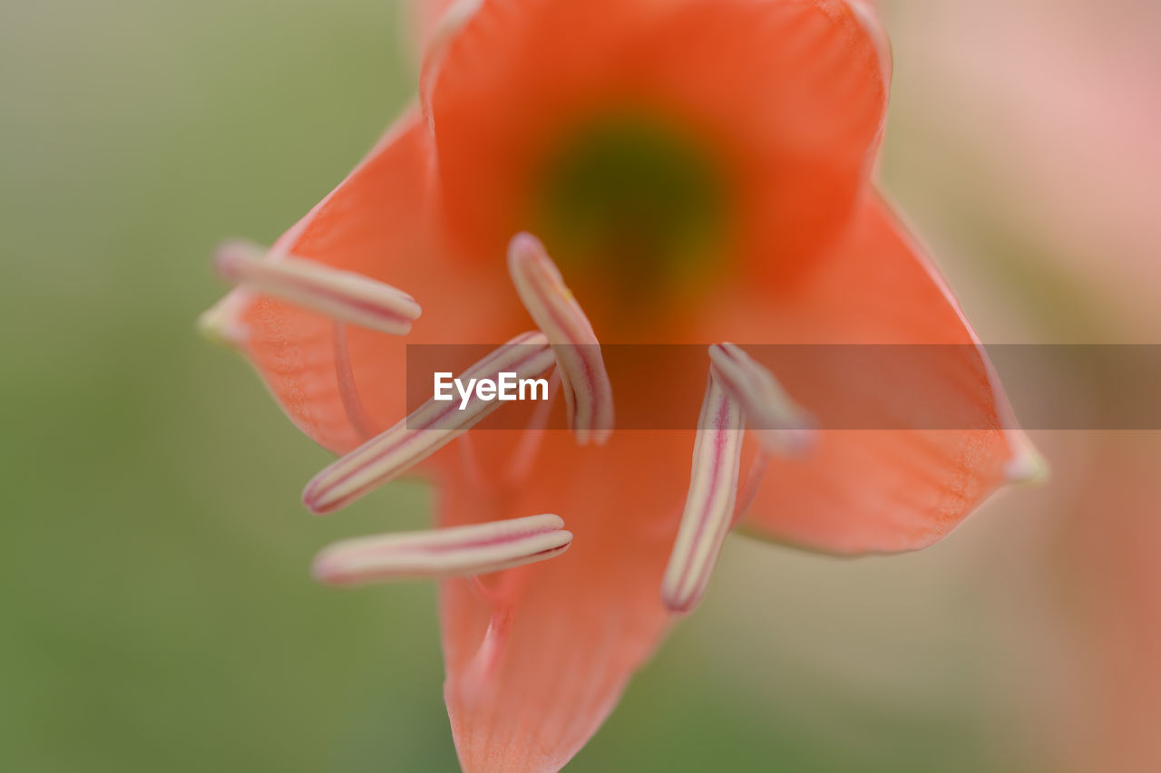 flower, macro photography, close-up, plant, flowering plant, freshness, red, petal, beauty in nature, fragility, pink, no people, growth, nature, inflorescence, plant stem, flower head, focus on foreground, selective focus, outdoors, day