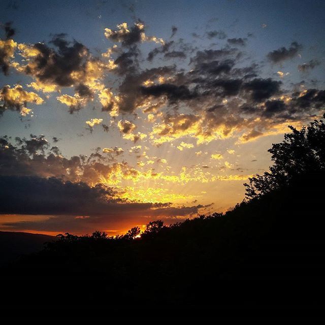 SILHOUETTE OF TREES AT SUNSET