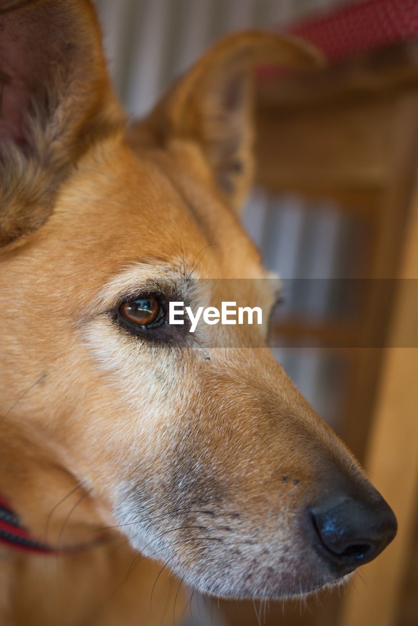 Close-up of dog looking away at home