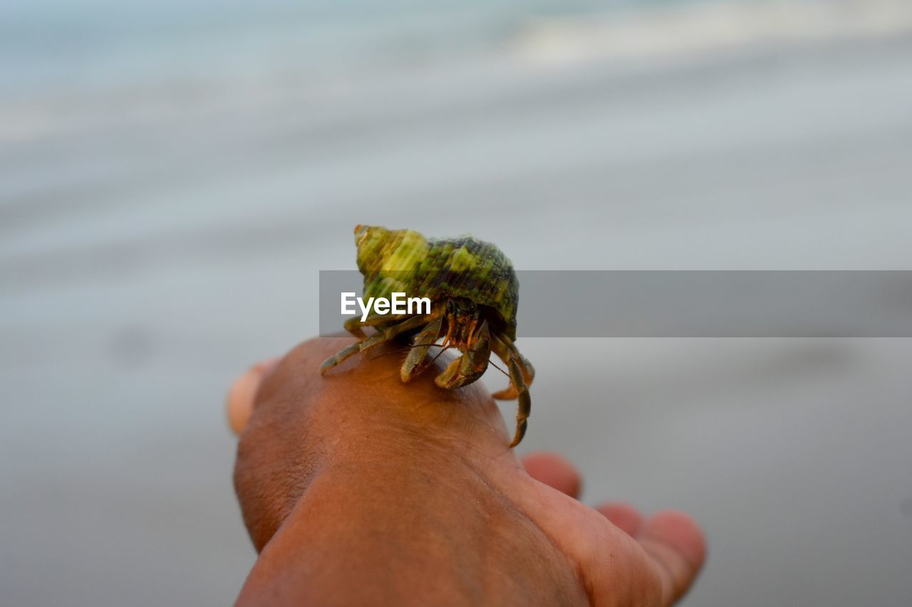 PERSON HOLDING LEAF