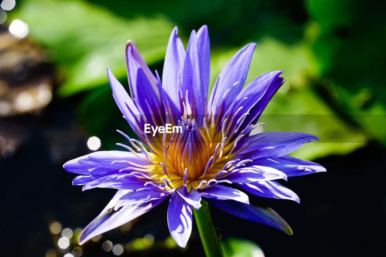 Close-up of purple flowering plant