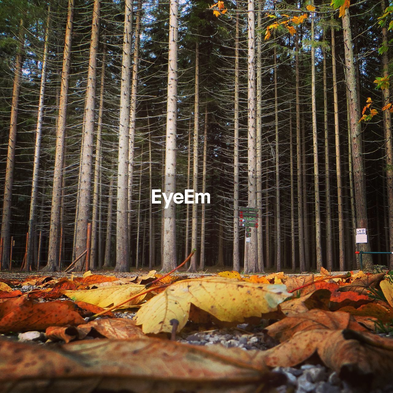 Forest in autumn