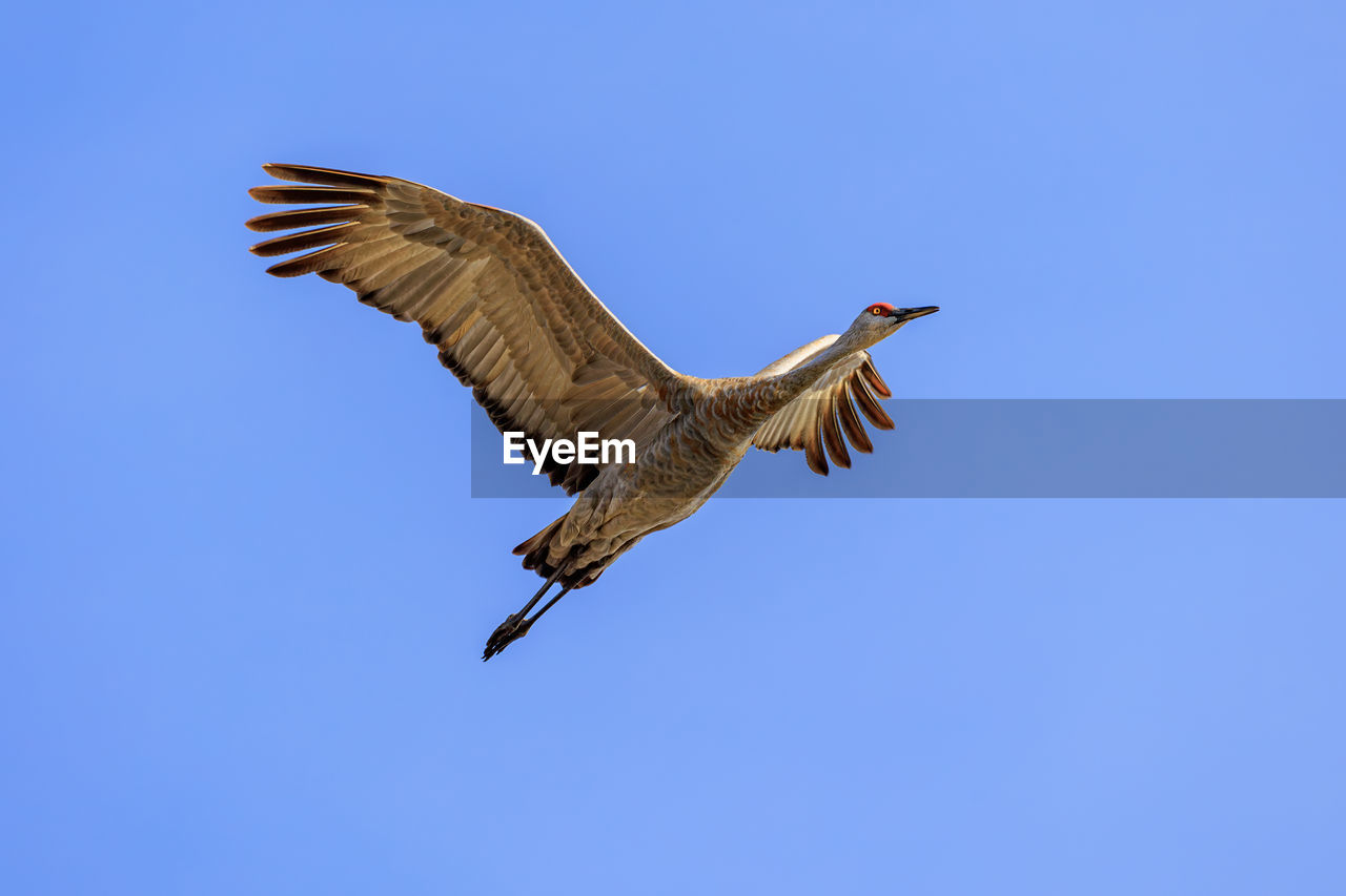 animal, animal themes, flying, bird, animal wildlife, wildlife, one animal, spread wings, sky, blue, clear sky, animal body part, nature, no people, mid-air, bird of prey, motion, wing, beak, animal wing, low angle view, outdoors, vulture, copy space, full length, sunny, day, beauty in nature