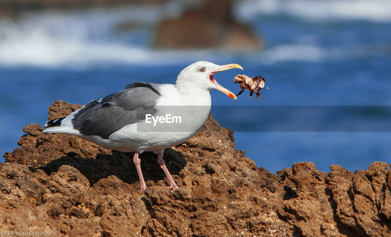 Seagull eating crab on rocky shore