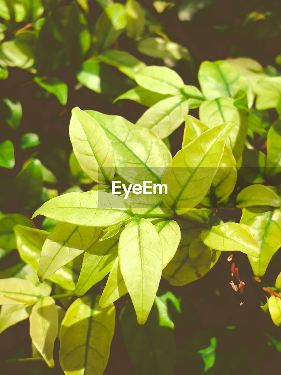 CLOSE-UP OF LEAVES