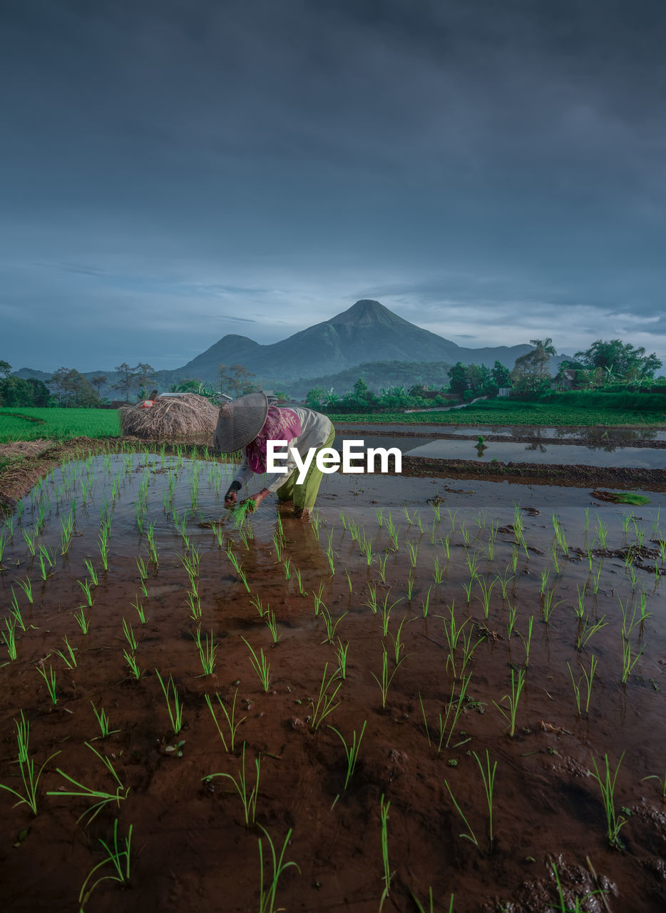 Scenic view of rice field against sky