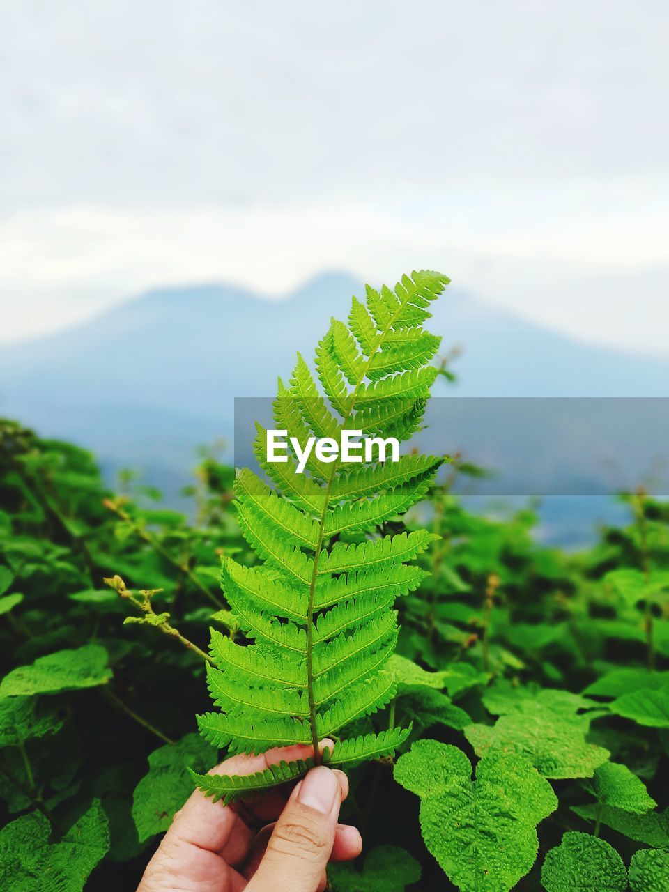 Close-up of hand holding leaves of plant