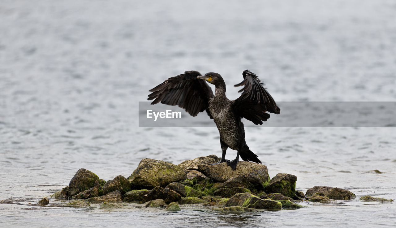 VIEW OF BIRD FLYING OVER SEA