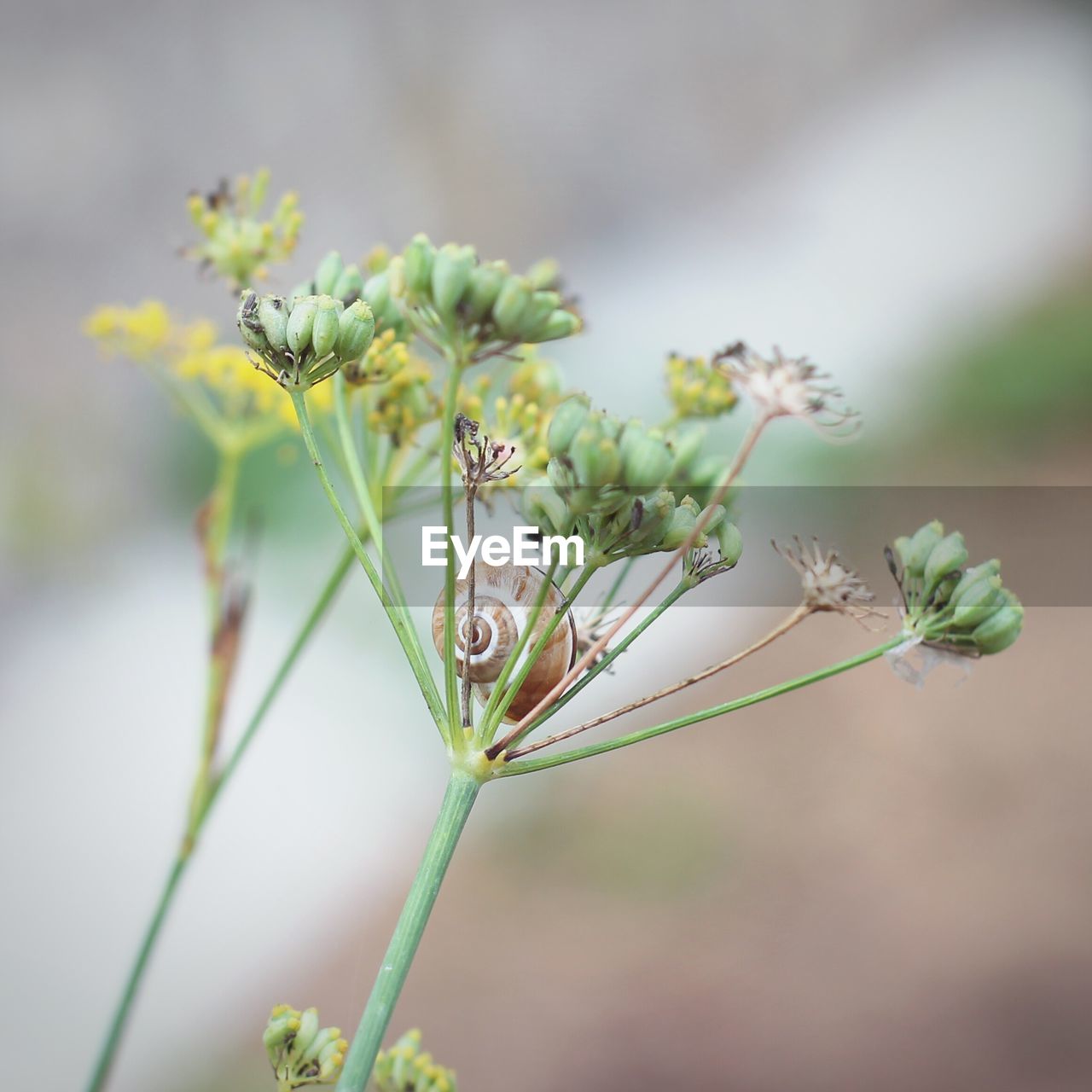 CLOSE-UP OF CATERPILLAR ON PLANT