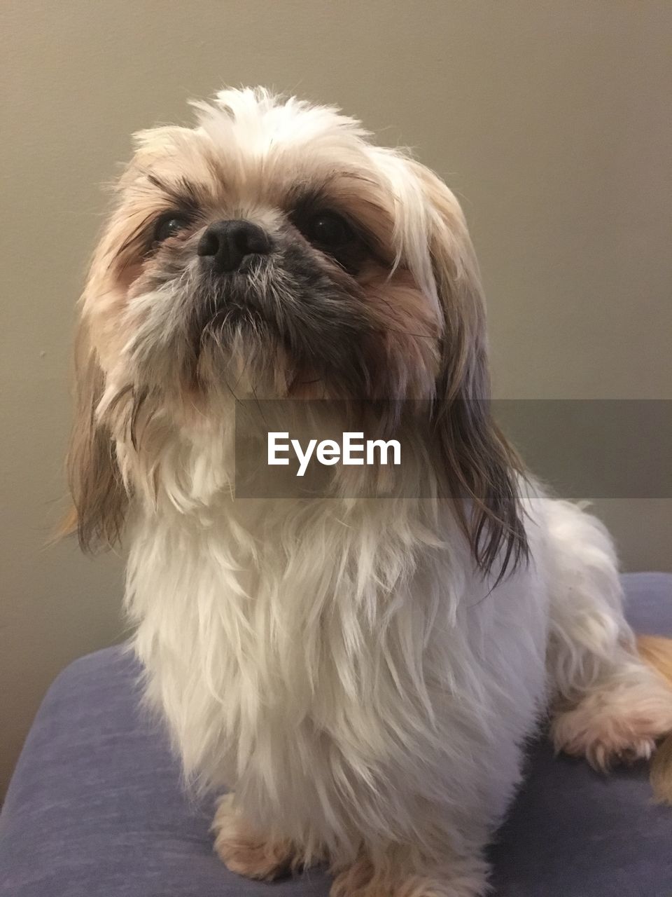 PORTRAIT OF DOG SITTING ON FLOOR